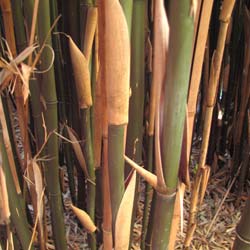 Bamboo Semia. fastuosa